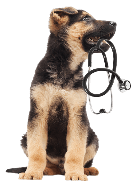 dog holding a stethoscope in their mouth