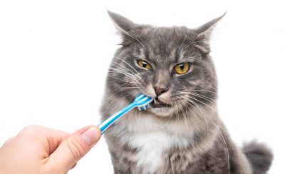 cat and dog teeth cleaning hudson nc